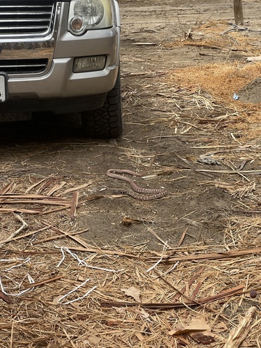 Common Coachwhip