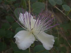 Capparis