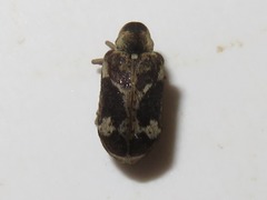 Ptinomorphus imperialis