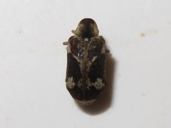 Ptinomorphus imperialis