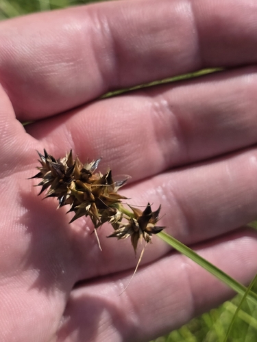 Carex otrubae, photograph 3