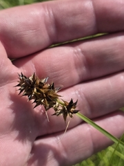 Carex otrubae, photograph (c) Matthew Flood, some rights reserved (CC BY)