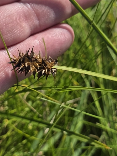 Carex otrubae, photograph 4