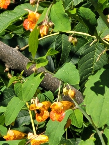 common jewelweed