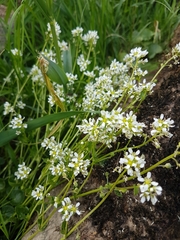 Cochlearia officinalis