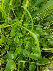 Cochlearia officinalis