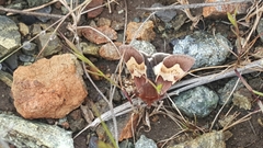 Heliothis proruptus