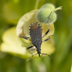 Dicranocephalus agilis