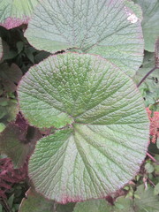 Gunnera macrophylla