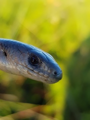 Cyclodomorphus michaeli