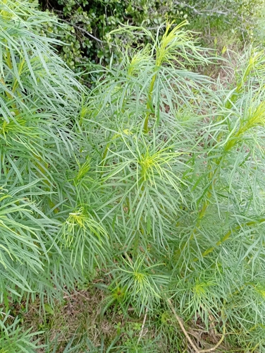 Senecio brasiliensis