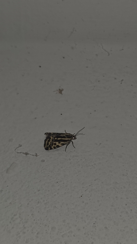 Spotted Sulphur