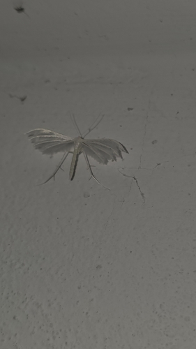 White Plume Moth