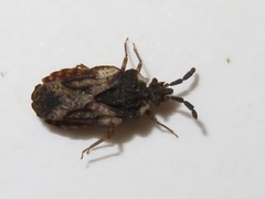 Aradus depressus
