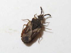 Aradus depressus