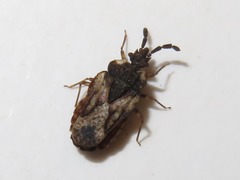 Aradus depressus