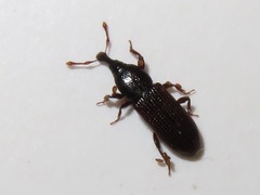Cossonus linearis