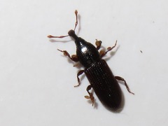 Cossonus linearis
