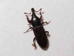 Cossonus linearis