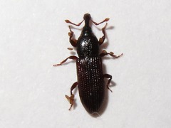 Cossonus linearis
