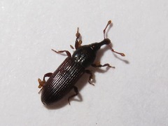 Cossonus linearis