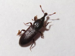 Cossonus linearis
