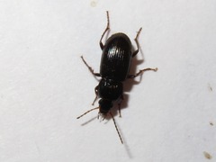 Pterostichus vernalis
