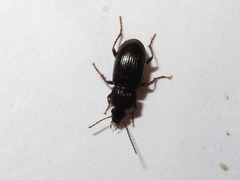 Pterostichus vernalis