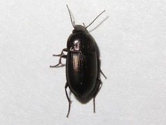 Amara lunicollis