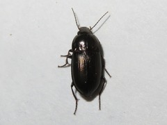 Amara lunicollis