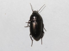 Amara lunicollis