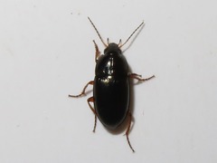 Amara familiaris