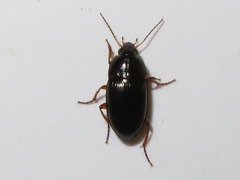 Amara familiaris