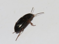 Amara familiaris
