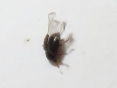 Brachypterus urticae