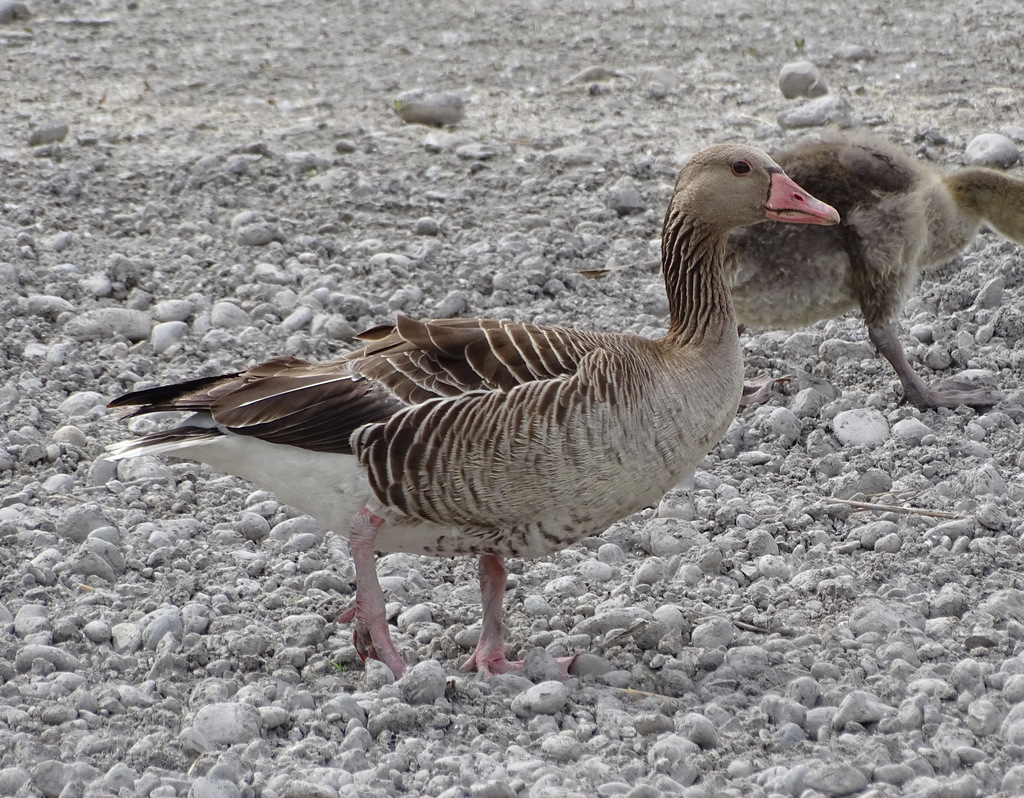 Eastern Greylag Goose