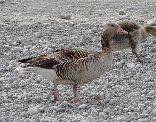 Eastern Greylag Goose