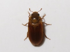 Byturus ochraceus