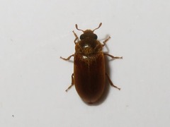 Byturus ochraceus