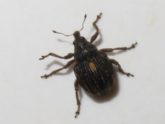 Rhinoncus leucostigma