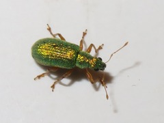 Polydrusus pterygomalis