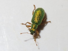 Polydrusus pterygomalis