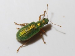 Polydrusus pterygomalis