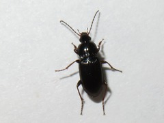 Pterostichus vernalis