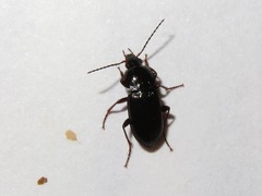 Pterostichus vernalis