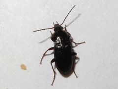 Pterostichus vernalis