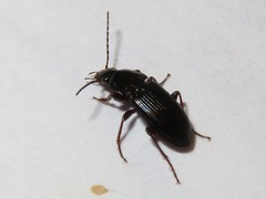 Pterostichus vernalis