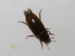 Byturus ochraceus