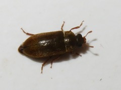 Byturus ochraceus