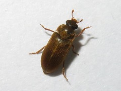Byturus ochraceus